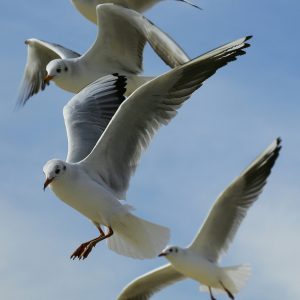 Mouettes